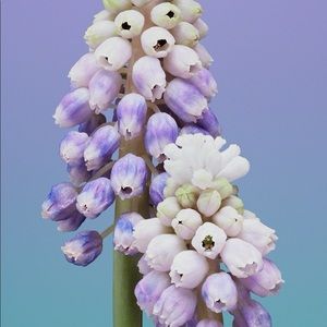 Meet your Posher, Caysie